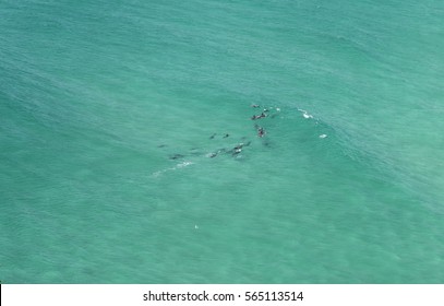 Wild Dolphins, Byron Bay Australia