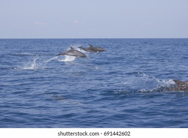 Wild Dolphins In The Gulf Of Mexico Off The Coast Of Florida