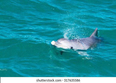 Wild Dolphins Near The Shore In Australia Monkey Mia Beach