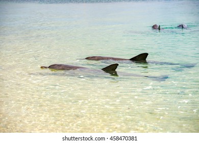 Wild Dolphins Near The Shore In Australia Monkey Mia Beach