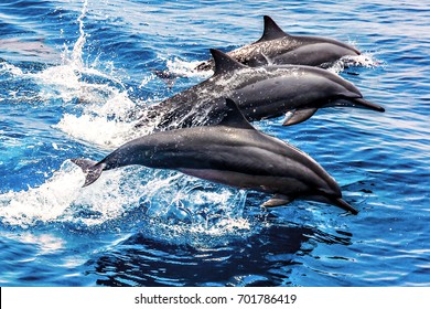 Wild Dolphins In The Pacific Ocean (HuaLian Side)