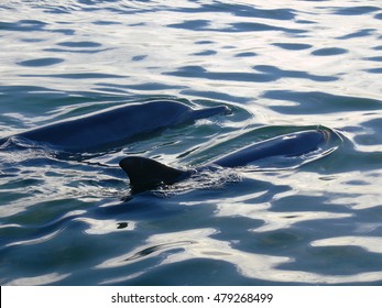 Wild Dolphins At Shark Bay In Western Australia