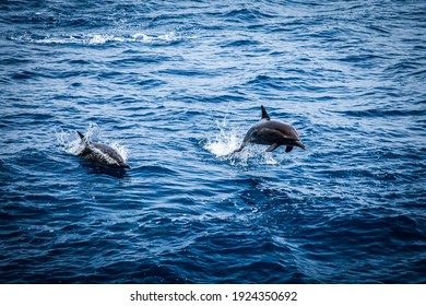 Wild Dolphins Swimming And Jumping As They Ride The Bow In The Open Ocean