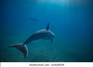 Wild Dolphins Underwater In Deep Blue Ocean