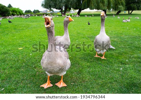 Wild domestic grey 
geese with orange beak and orange legs 