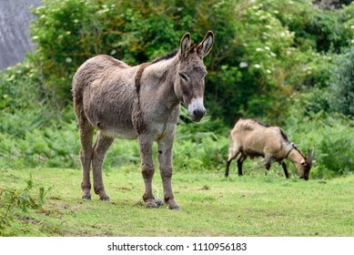 Wild Donkey Accompanied By A Goat Grazing In The Background.