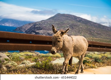 Wild Donkey, Asinara