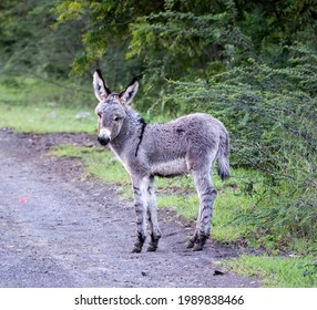 Wild Donkey In Montserrat, Eastern Caribbean