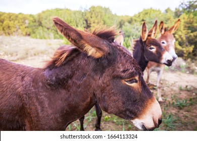 Wild Donkey In Northern Cyprus