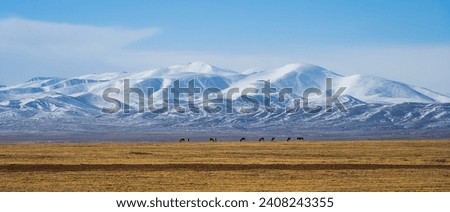 Wild donkeys under the snowy mountains of National Highway 109, Qinghai-Tibet Line, China