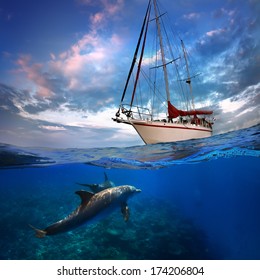 Wild doplhins swimming under yacht