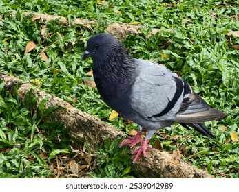 Wild Dove Bird

A wild Dove on a green field. - Powered by Shutterstock