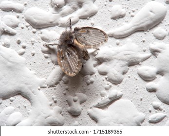 Wild Drain Fly. Clogmia Albipunctata