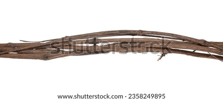 Wild dry liana, jungle vine twisted isolated on white, clipping path