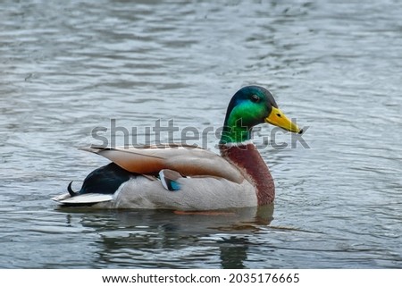 Wild duck (Anas platyrhynchos) A water bird, the male swims in the calm water of the river.