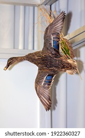 Wild Duck Bird In Flight Taxidermy Trophy