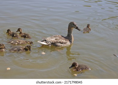 Wild duck with cubs swims in the pond