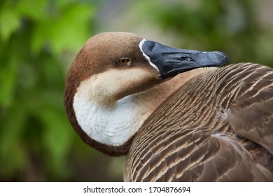 Wild Duck  Drake Portrait Macro Close Up