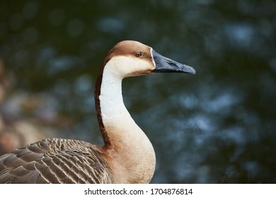 Wild Duck  Drake Portrait Macro Close Up