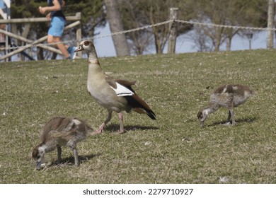 Wild duck with ducklings, and sports runner on scene - Shutterstock ID 2279710927