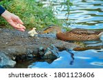A wild duck eats bread from a human hand. The concept of love and respect for nature
