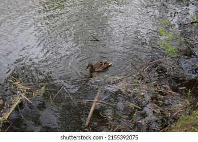 Wild duck female in dirty river water. Ducks in their natural habitat, an area with a large number of lakes where ducks live, wild waterfowl ducks in nature