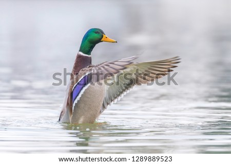 Wild duck flapping wings, mallard male (Anas platyrhynchos)