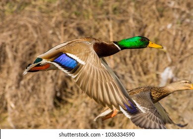 wild duck flies above the ground