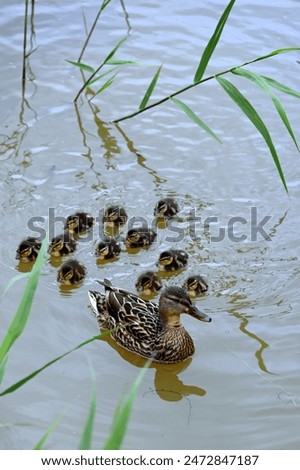 Similar – Foto Bild Mutter und Baby Muskovy Entenküken Cairina moschata