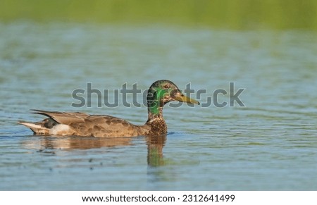 Wild duck. Mallard (Anas platyrhynchos) on the water.
