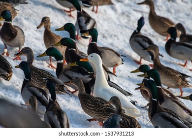 Wild Duck Mallard White Rare Mutant Winter Genetic Mutation Color