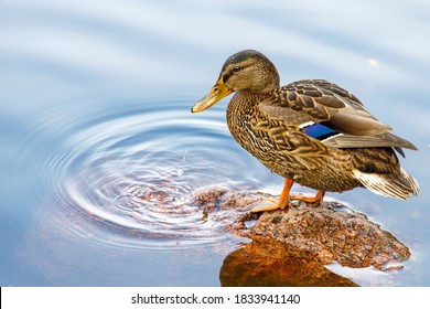 wild duck in nature close up - Powered by Shutterstock