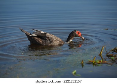 A Wild Duck On The Guaporé-Itenez River, Near The Fazenda Laranjeiras Farm, Rondonia State, Brazil, On The Border With The Beni Department, Bolivia