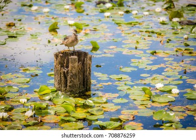 Wild duck resting on pole
