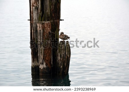A wild duck sits on a wooden mooring pole for tying ships and boats in the water near the shore against the background of waves