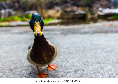 1,548 Duck Staring Images, Stock Photos & Vectors | Shutterstock