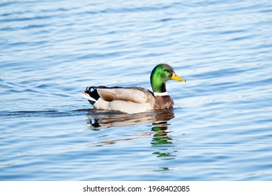 Wild Duck Swimming In A Lake