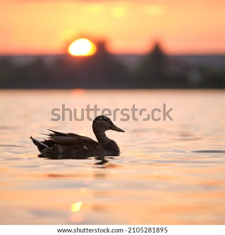 Wild duck swimming on lake water at bright sunset. Birdwatching concept