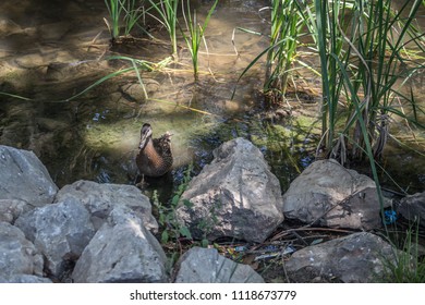 wild duck in the water in a river - Shutterstock ID 1118673779