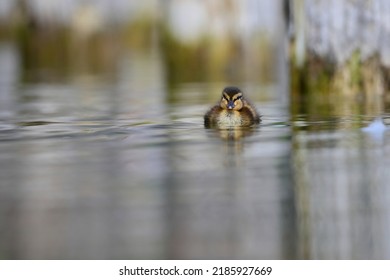 Wild ducklings swims on a lake from  Danube Delta,Romania.