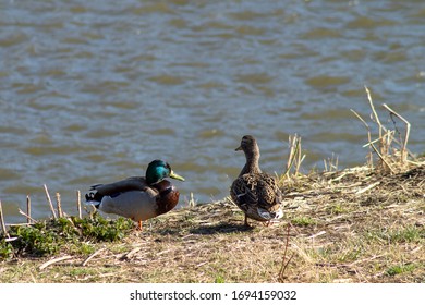 Wild ducks in a city park in spring - Shutterstock ID 1694159032