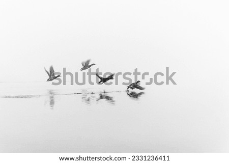 wild ducks fly in fog