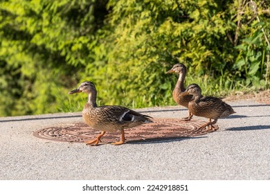 Wild ducks on the road - female mallard duck with two cubs
