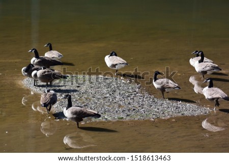 Wild ducks in the pond at north Carolina
