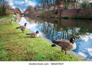 Wild Ducks Seen At Birmingham Canal Side