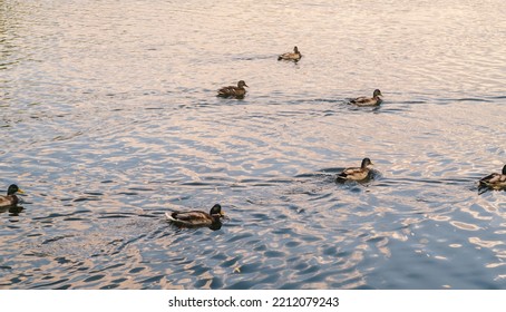 Wild Ducks Swimming In Lake. Waterfowls On Wavy Water. Full Frame