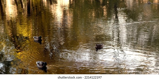 Wild Ducks Swimming In Lake. Waterfowls On Wavy Water. Full Frame