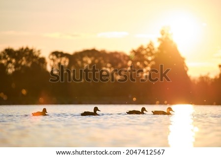 Wild ducks swimming on lake water at bright sunset. Birdwatching concept.