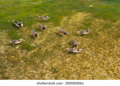 wild ducks swimming in the sea in shallow water in the summer