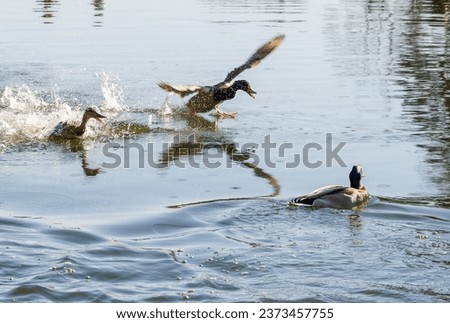 Wild ducks taking off from the water with splashes on a warm summer day